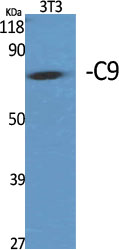 C9 Polyclonal Antibody