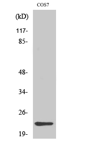 Cerebellin 4 Polyclonal Antibody