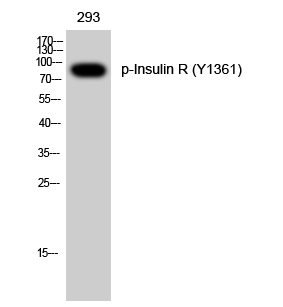 Insulin R (phospho Tyr1361) Polyclonal Antibody