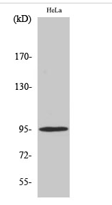 GR (phospho Ser211) Polyclonal Antibody