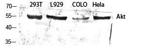 Akt Polyclonal Antibody