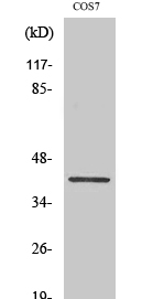 GATA-1 (phospho Ser310) Polyclonal Antibody
