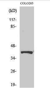 AMPKβ1 (phospho Ser182) Polyclonal Antibody