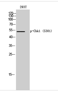 Chk1 (phospho Ser301) Polyclonal Antibody