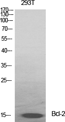 Bcl-2 Polyclonal Antibody