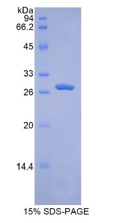 Recombinant A Disintegrin And Metalloprotease 9 (ADAM9)