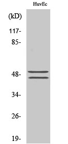 VASP (phospho Ser157) Polyclonal Antibody