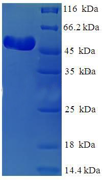 Recombinant Human rhinovirus A serotype 89 Genome polyprotein VP1