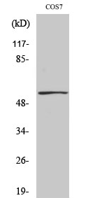 p53 (phospho Ser9) Polyclonal Antibody