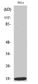 Op18 (phospho Ser38) Polyclonal Antibody