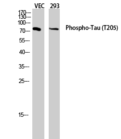 Tau (phospho Thr205) Polyclonal Antibody