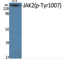 JAK2 (phospho Tyr1007) Polyclonal Antibody