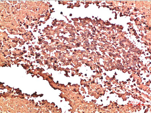 Collagen II Mouse Monoclonal Antibody(9F11)