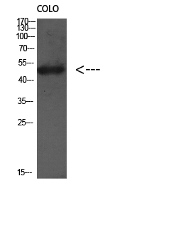 Atg4D Polyclonal Antibody