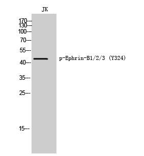 Ephrin-B1/2/3 (phospho Tyr324) Polyclonal Antibody