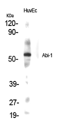 Abi-1 Polyclonal Antibody