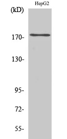 EGFR (phospho Tyr1110) Polyclonal Antibody