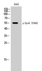 EpoR (phospho Tyr368) Polyclonal Antibody