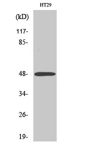 ABHD2 Polyclonal Antibody