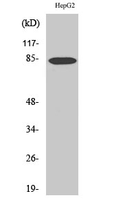 DCAMKL2 Polyclonal Antibody