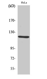 AOX1 Polyclonal Antibody