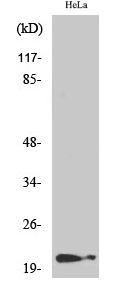 p21 (phospho Thr145) Polyclonal Antibody