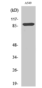 ICAM-1 (phospho Tyr512) Polyclonal Antibody