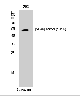 Caspase-9 (phospho Ser196) Polyclonal Antibody