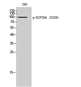 KIF20A (phospho Ser528) Polyclonal Antibody