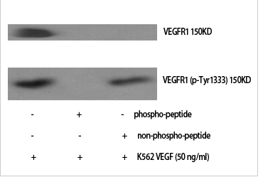 Flt-1 (phospho Tyr1333) Polyclonal Antibody