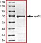 AATK recombinant protein