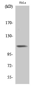 Integrin β3 (phospho Tyr785) Polyclonal Antibody
