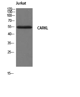 CARKL Polyclonal Antibody