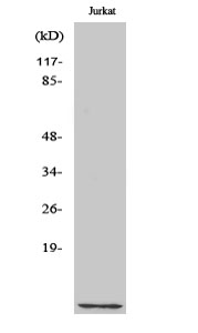 Cks1 Polyclonal Antibody