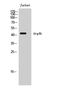 Atg4b Polyclonal Antibody
