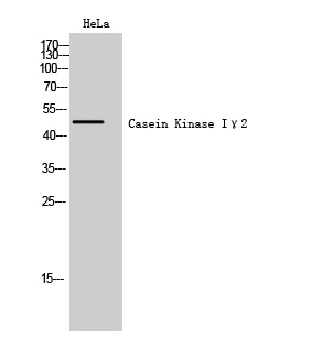 Casein Kinase Iγ2 Polyclonal Antibody
