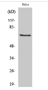 Paxillin (phospho Tyr88) Polyclonal Antibody