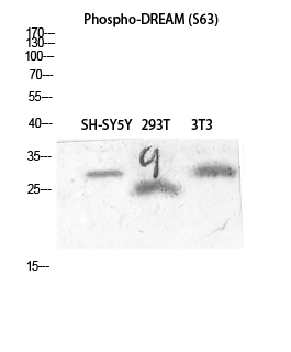 DREAM (phospho Ser63) Polyclonal Antibody