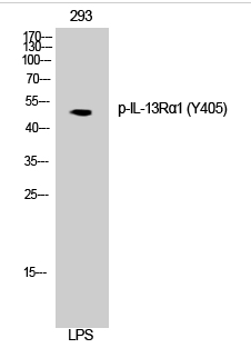 IL-13Rα1 (phospho Tyr405) Polyclonal Antibody