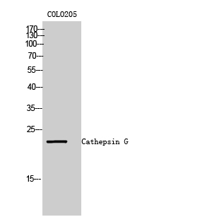 Cathepsin G Polyclonal Antibody