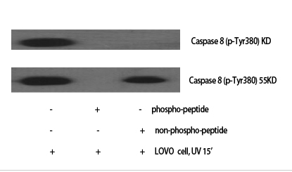 Caspase-8 (phospho Tyr380) Polyclonal Antibody