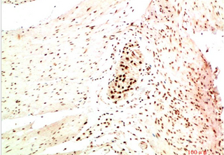 HP-1α Mouse Monoclonal Antibody(5E3)