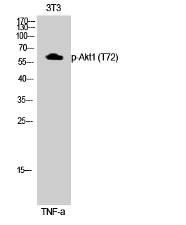 Akt1 (phospho Thr72) Polyclonal Antibody