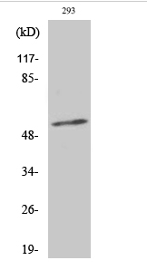 Synaptotagmin 1/2 (phospho Thr202/199) Polyclonal Antibody