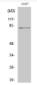 Stat4 (phospho Tyr693) Polyclonal Antibody
