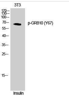 GRB10 (phospho Tyr67) Polyclonal Antibody