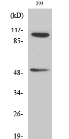 NFκB-p105/p50 (phospho Ser337) Polyclonal Antibody