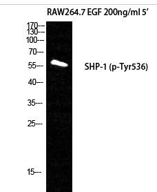 SH-PTP1 (phospho Tyr536) Polyclonal Antibody