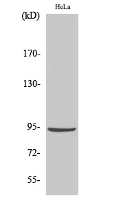 Catenin-β Polyclonal Antibody