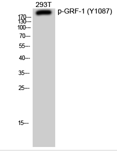 GRF-1 (phospho Tyr1087) Polyclonal Antibody